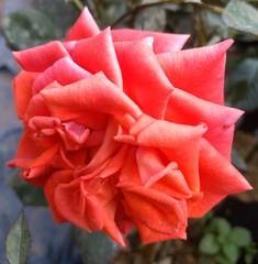 Magnoliopsida