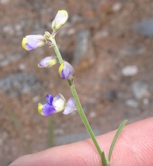 Hebecarpa barbeyana