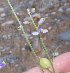 Hebecarpa barbeyana