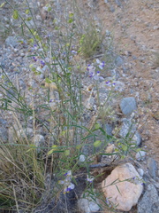 Hebecarpa barbeyana