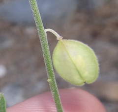 Hebecarpa barbeyana