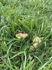 Marasmius oreades