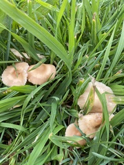 Marasmius oreades
