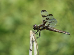 Libellula pulchella