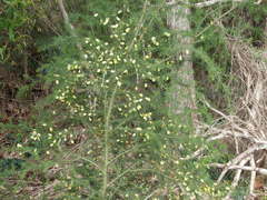 Acacia verticillata verticillata