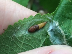 Platynota flavedana