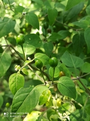 Cnidoscolus multilobus