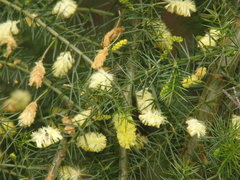 Acacia verticillata verticillata