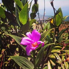 Sobralia warszewiczii