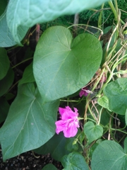 Ipomoea purpurea