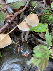 Psathyrella gracilis