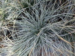 Angiospermae