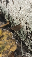 Pterodecta felderi