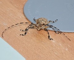 Coptops leucostictica