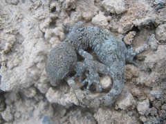 Phyllodactylus gerrhopygus