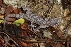Phyllodactylus unctus