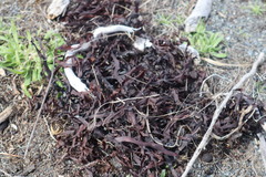 Carpophyllum flexuosum