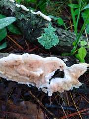 Fungi