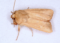 Leucania abdominalis