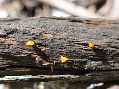 Heterotextus miltinus