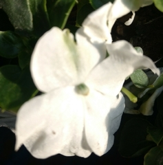 Magnoliopsida
