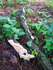 Fungi
