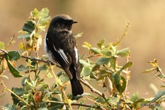 Phoenicurus coeruleocephala