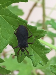 Heteroptera