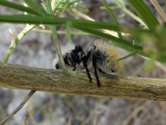 Dasymutilla magna