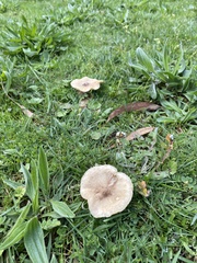 Agaricales