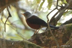 Turdus rubrocanus