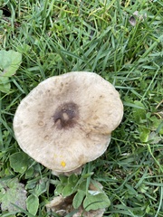 Agaricales