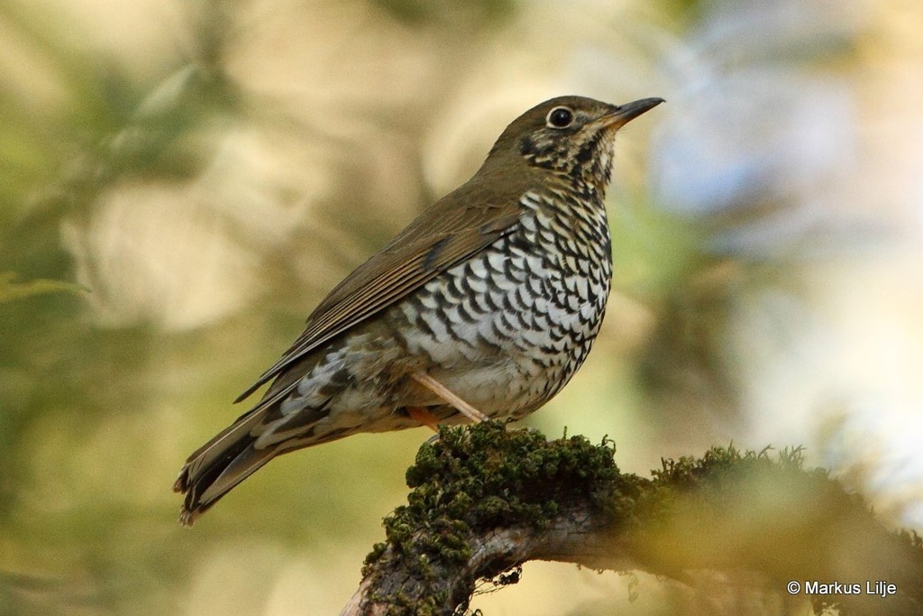 Alpine Thrush photo