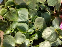 Magnoliopsida