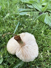 Agaricales