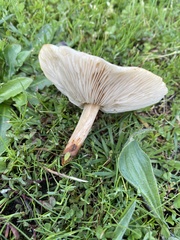 Agaricales