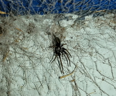 Kukulcania