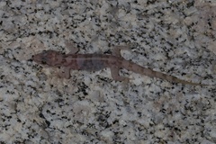 Phyllodactylus unctus