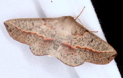 Antictenia punctunculus