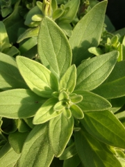 Magnoliopsida