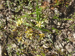Triteleia ixioides anilina
