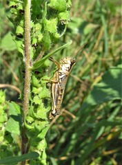 Melanoplus plebejus