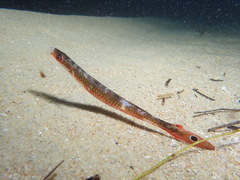 Slender Weed-Whiting photo 3
