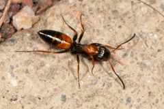 Opisthopsis picta