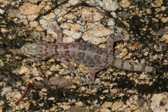 Phyllodactylus unctus