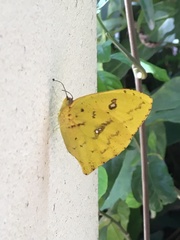 Lepidoptera
