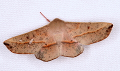 Antictenia punctunculus