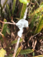 Fungi