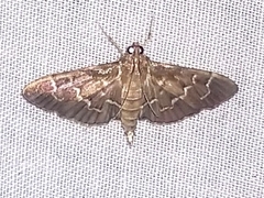 Pilocrocis ramentalis