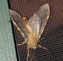 Pseudohemihyalea edwardsii